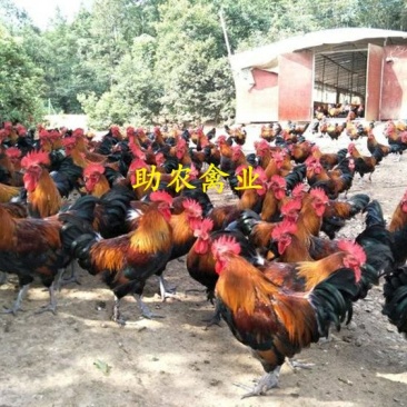 黑瑶鸡苗