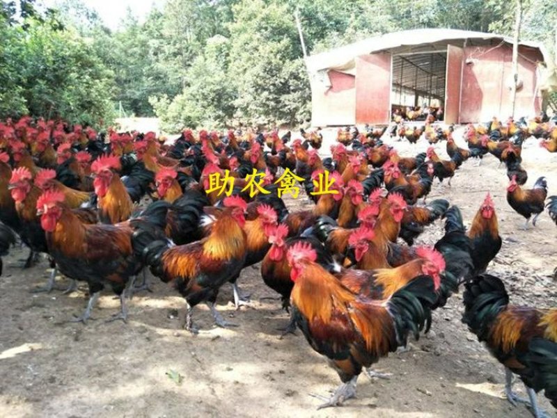 黑瑶鸡苗