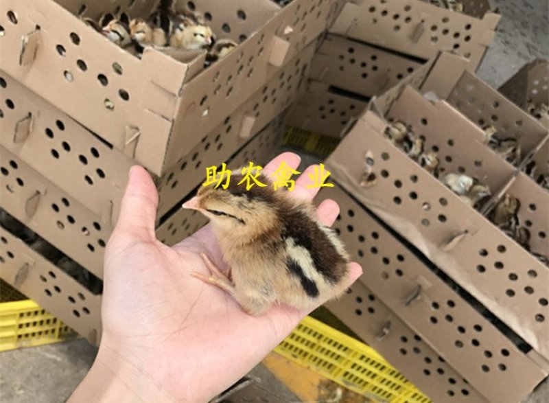 黑瑶鸡苗