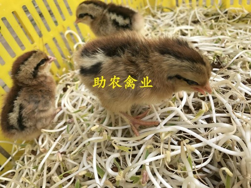 黑瑶鸡苗