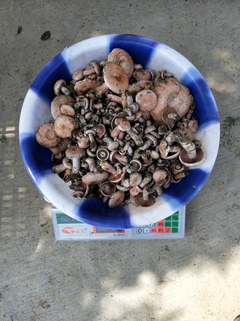 紫色松树菌
