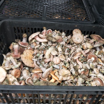 紫色松树菌