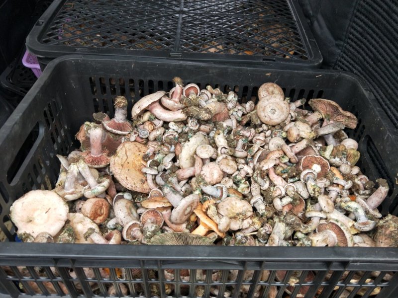 紫色松树菌