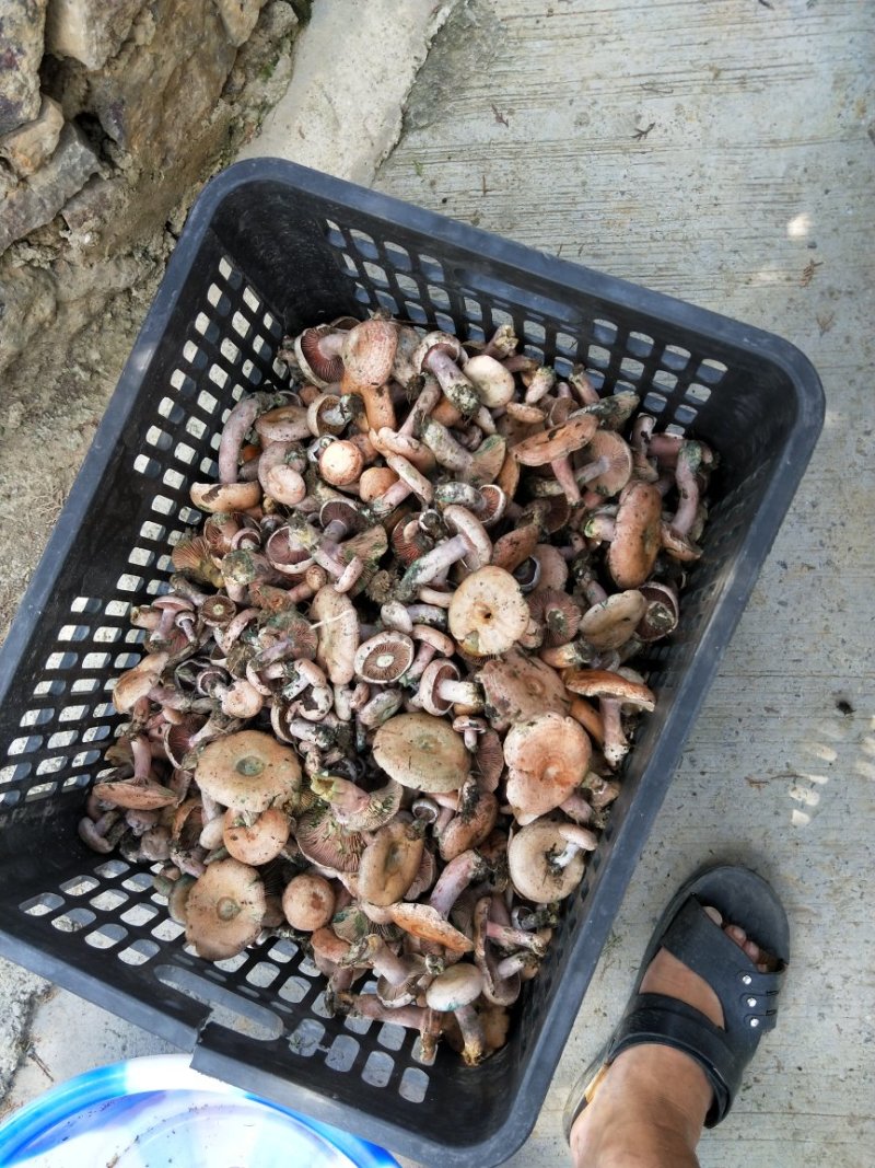 紫色松树菌