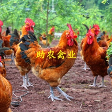 红瑶鸡苗