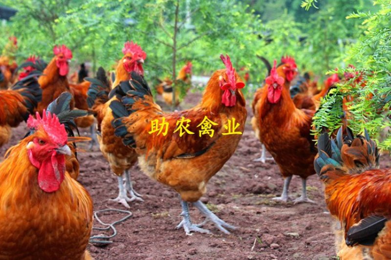红瑶鸡苗