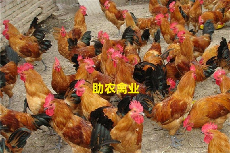 红瑶鸡苗