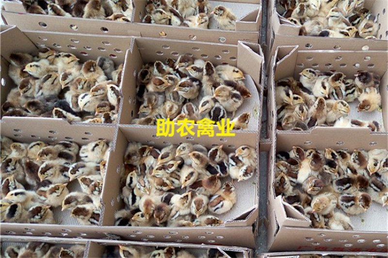 红瑶鸡苗
