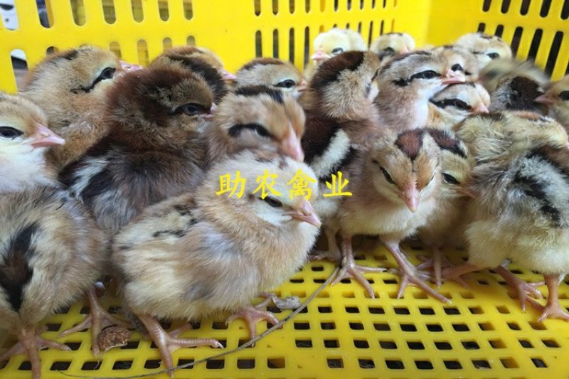 红瑶鸡苗