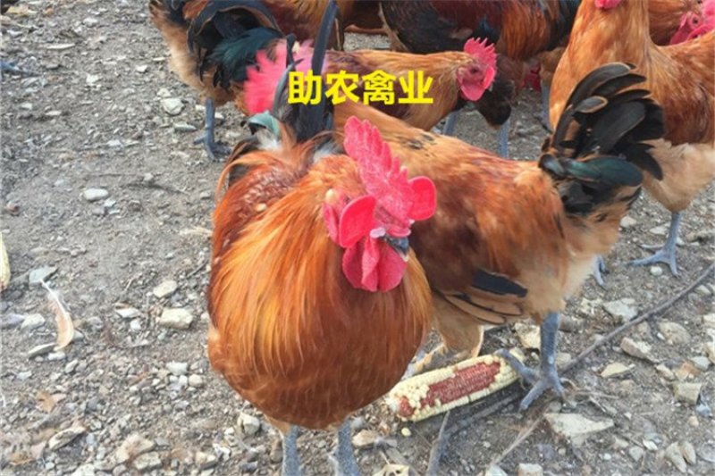 红瑶鸡苗