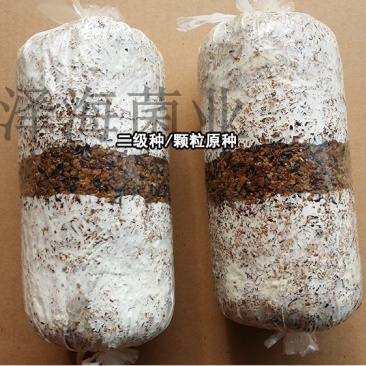 泽海食用菌平菇菌种颗粒种菌种二级种原种接栽培种椴木栽培菌