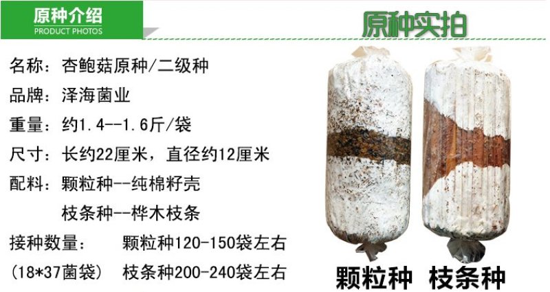 猴头菇原种二级种