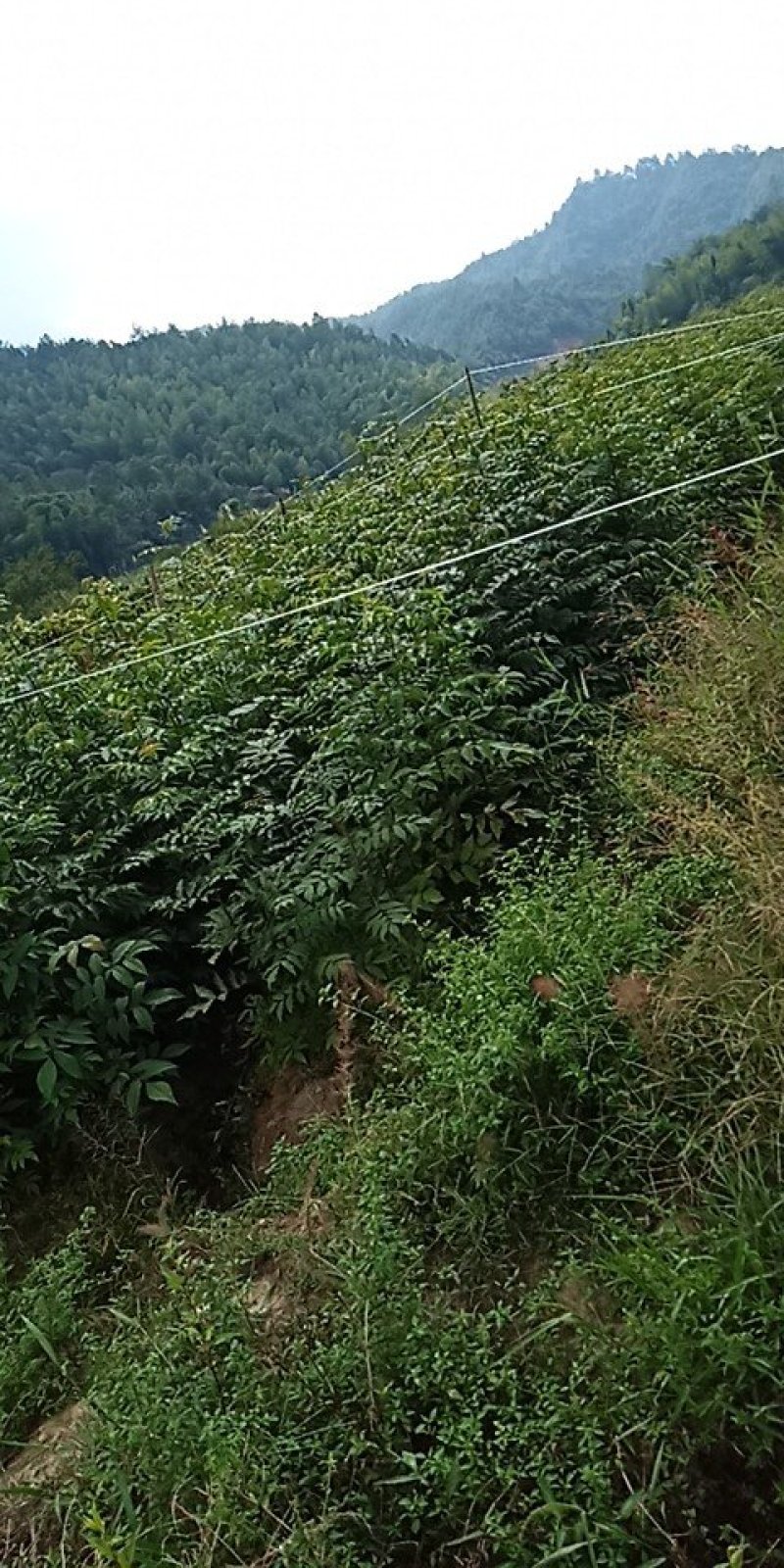 青钱柳茶
