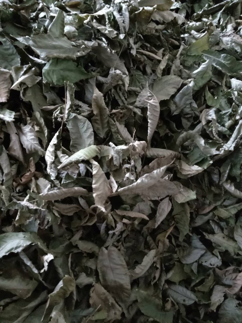 青钱柳茶