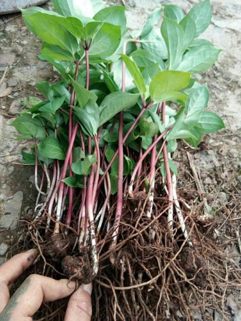 重楼牙头，苗。