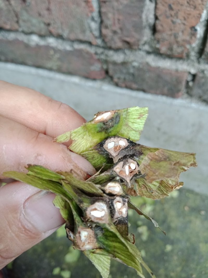 青钱柳茶