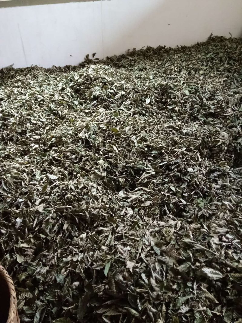 青钱柳茶