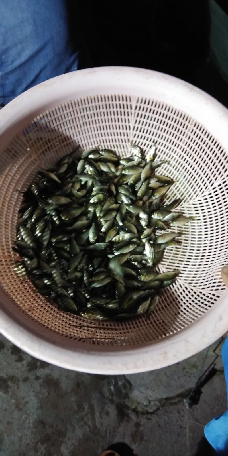 鲫鱼苗，欢迎各位老板来电咨询，免费送货上门，货到付款