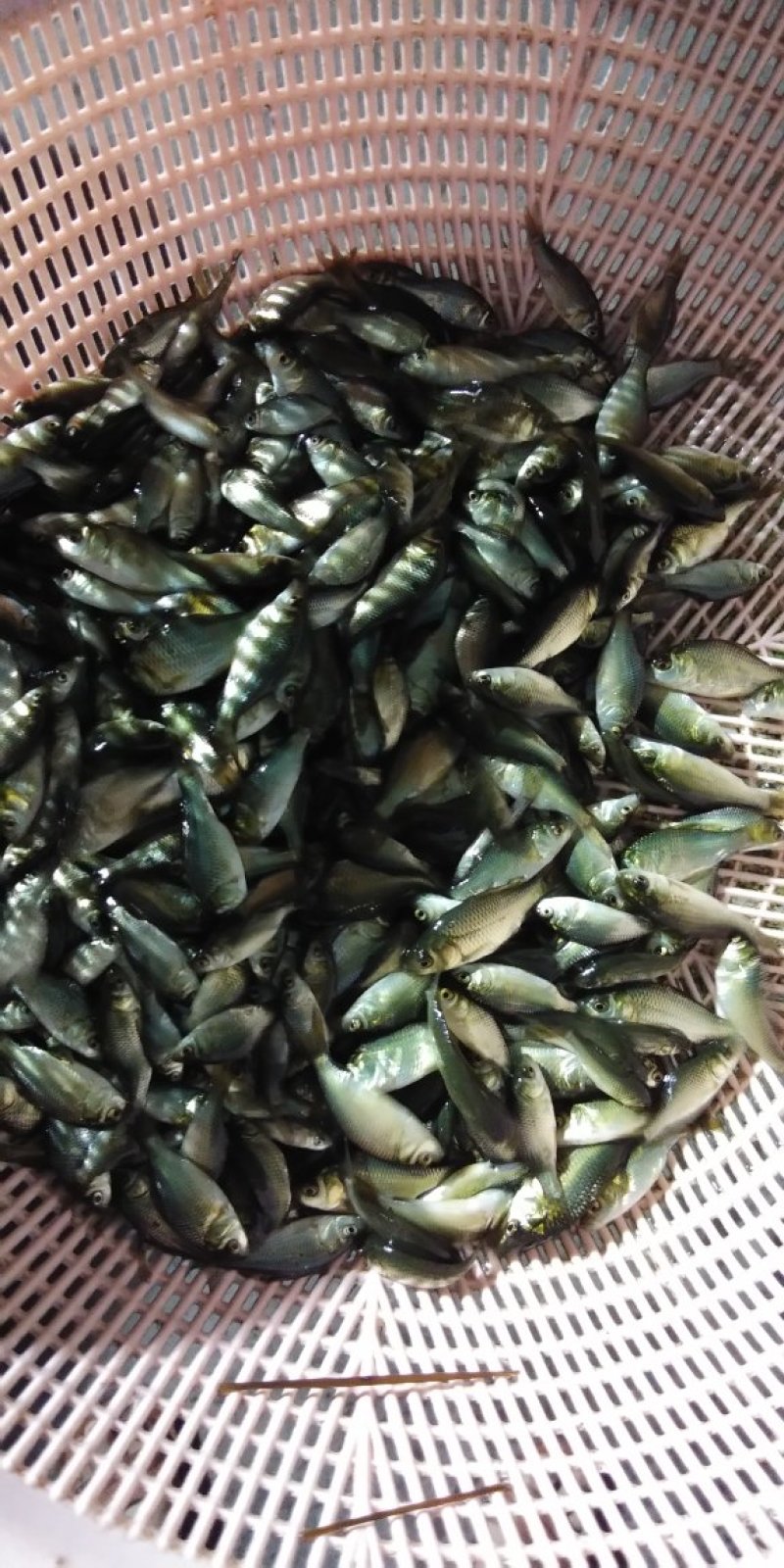 鲫鱼苗，欢迎各位老板来电咨询，免费送货上门，货到付款