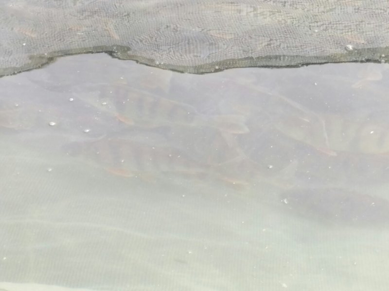 河鲈