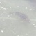 河鲈