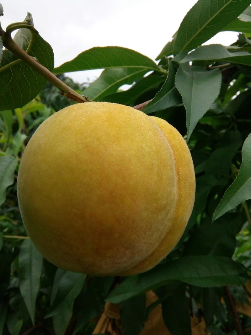 中熟锦绣黄桃苗7月初成熟两年苗已开花结果现挖保湿