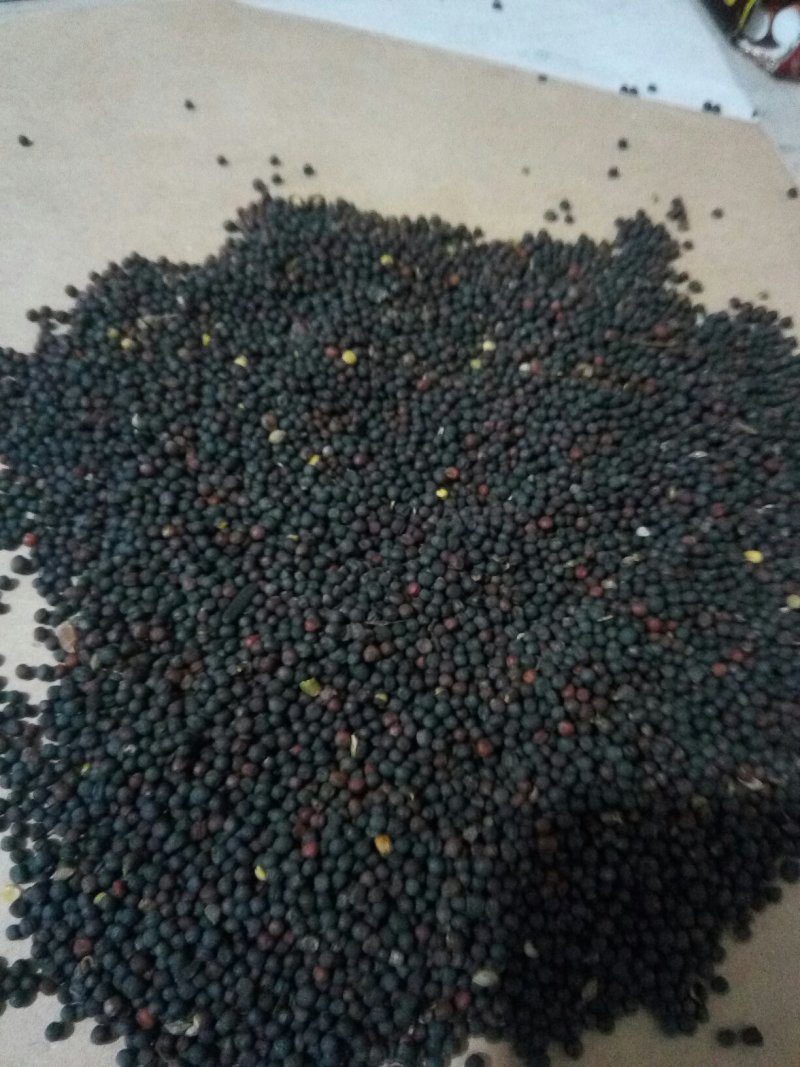 油菜籽