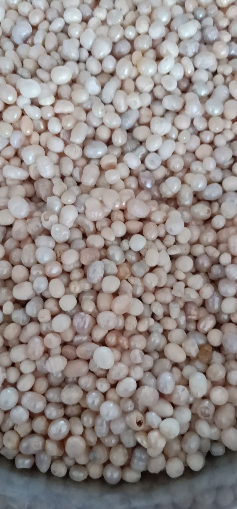 珍珠中药材药用珍珠珍珠粉美容养颜