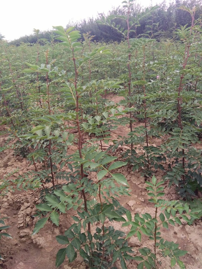 花椒苗，大红袍，狮子头花椒苗