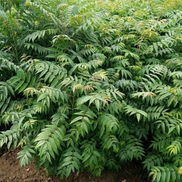 红芽香椿苗.嫩芽可以当菜，长大以后可以做漂亮的楼梯扶手