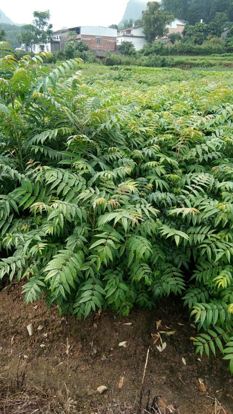 红芽香椿苗.嫩芽可以当菜，长大以后可以做漂亮的楼梯扶手