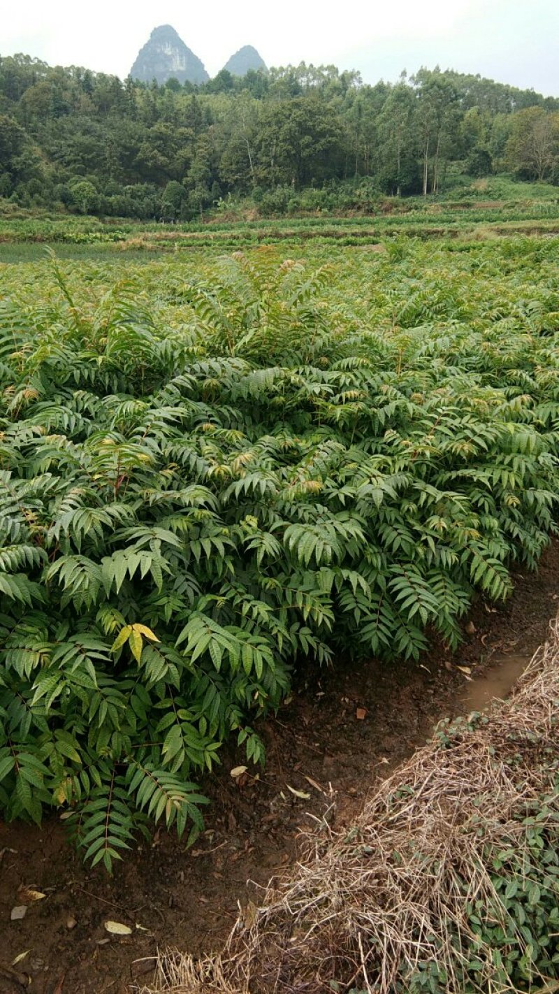 红芽香椿苗.嫩芽可以当菜，长大以后可以做漂亮的楼梯扶手