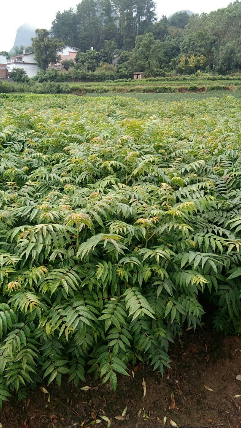 红芽香椿苗.嫩芽可以当菜，长大以后可以做漂亮的楼梯扶手