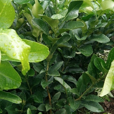 三红蜜柚苗柚子苗三红蜜柚嫁接苗现挖现发保湿发货