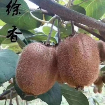 陕西秦岭山优质徐香猕猴桃