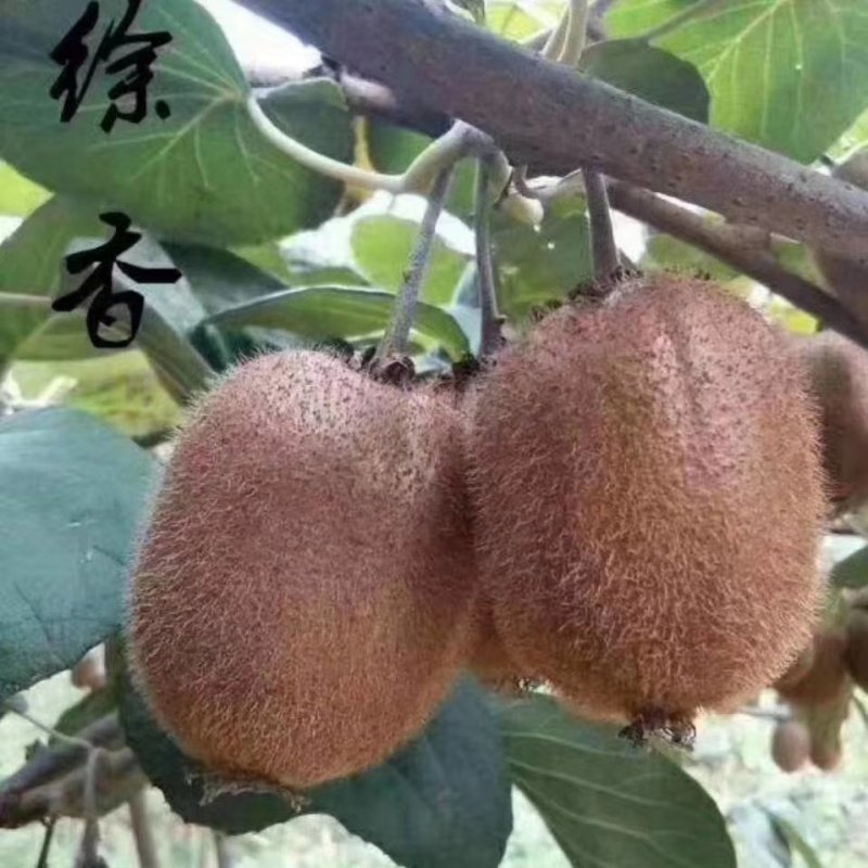 陕西秦岭山优质徐香猕猴桃