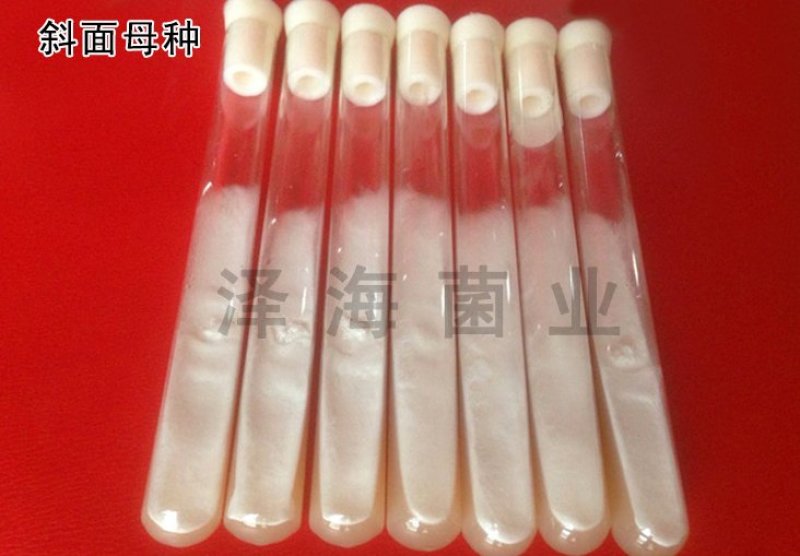 香菇试管母种颗粒种斜面种，需要请联系，品种多