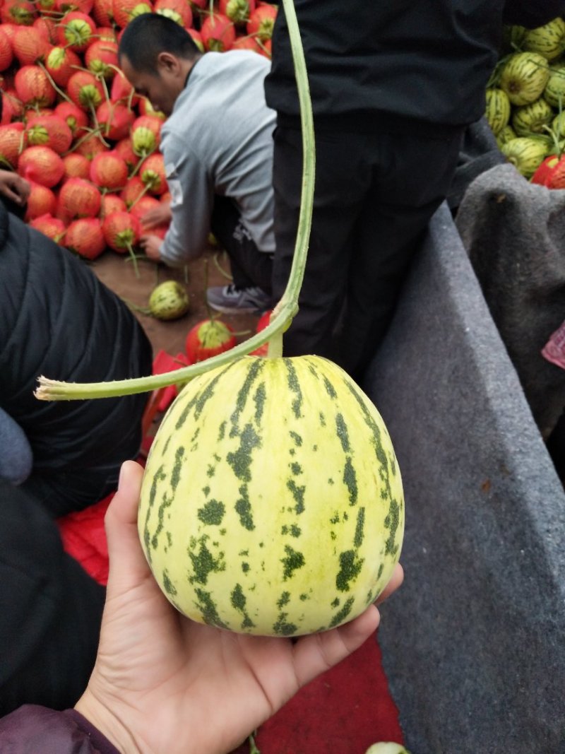 花蕾一号甜瓜，质量杠杠滴中国香瓜哈密瓜基地