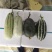 花蕾一号甜瓜，质量杠杠滴中国香瓜哈密瓜基地