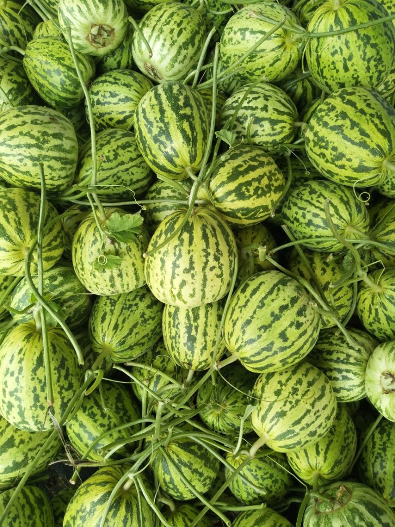 花蕾一号甜瓜，质量杠杠滴中国香瓜哈密瓜基地