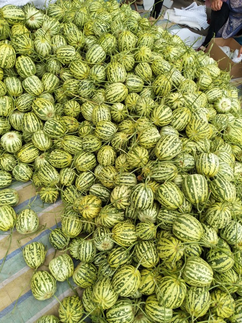 花蕾一号甜瓜，质量杠杠滴中国香瓜哈密瓜基地