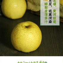 砀山酥梨黄桃罐头精品