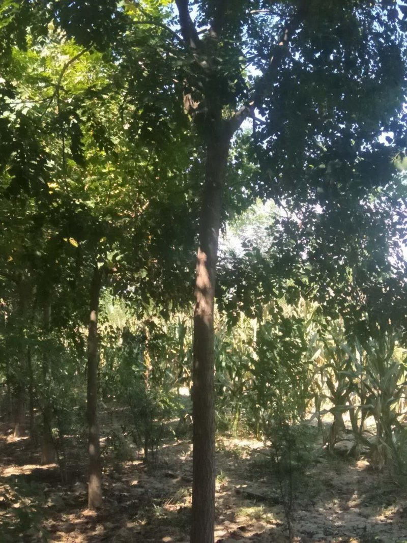 栾树