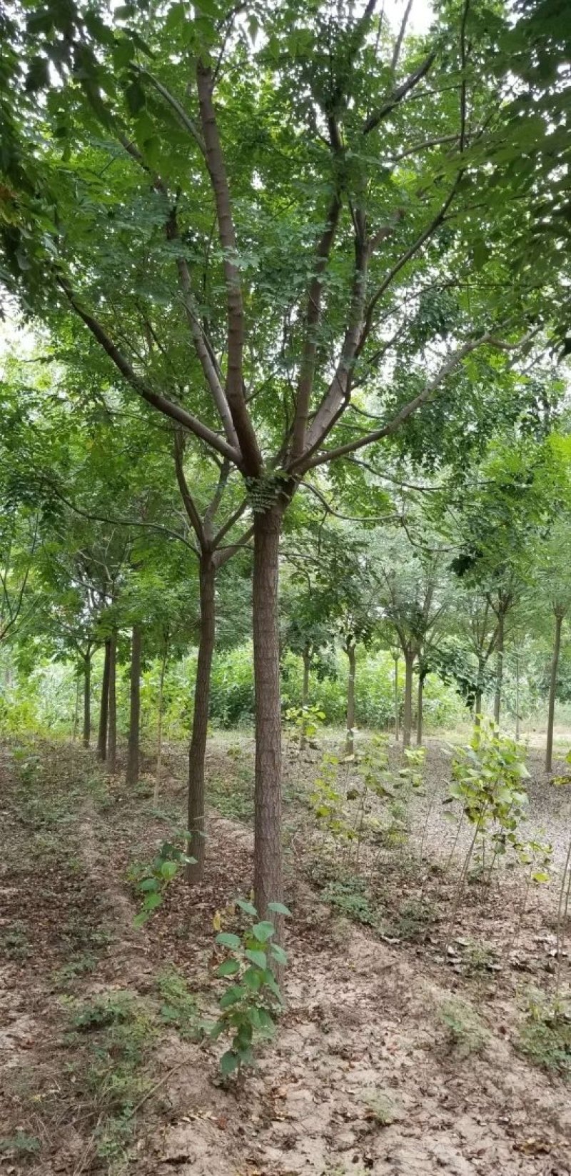 栾树