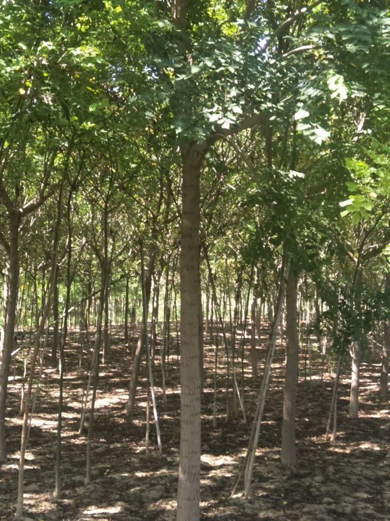 栾树