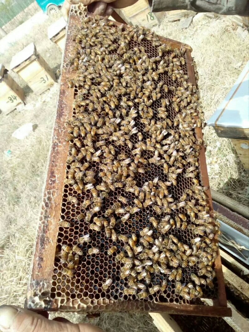 蜂蜜