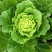 菊锦春白菜4~6斤毛菜