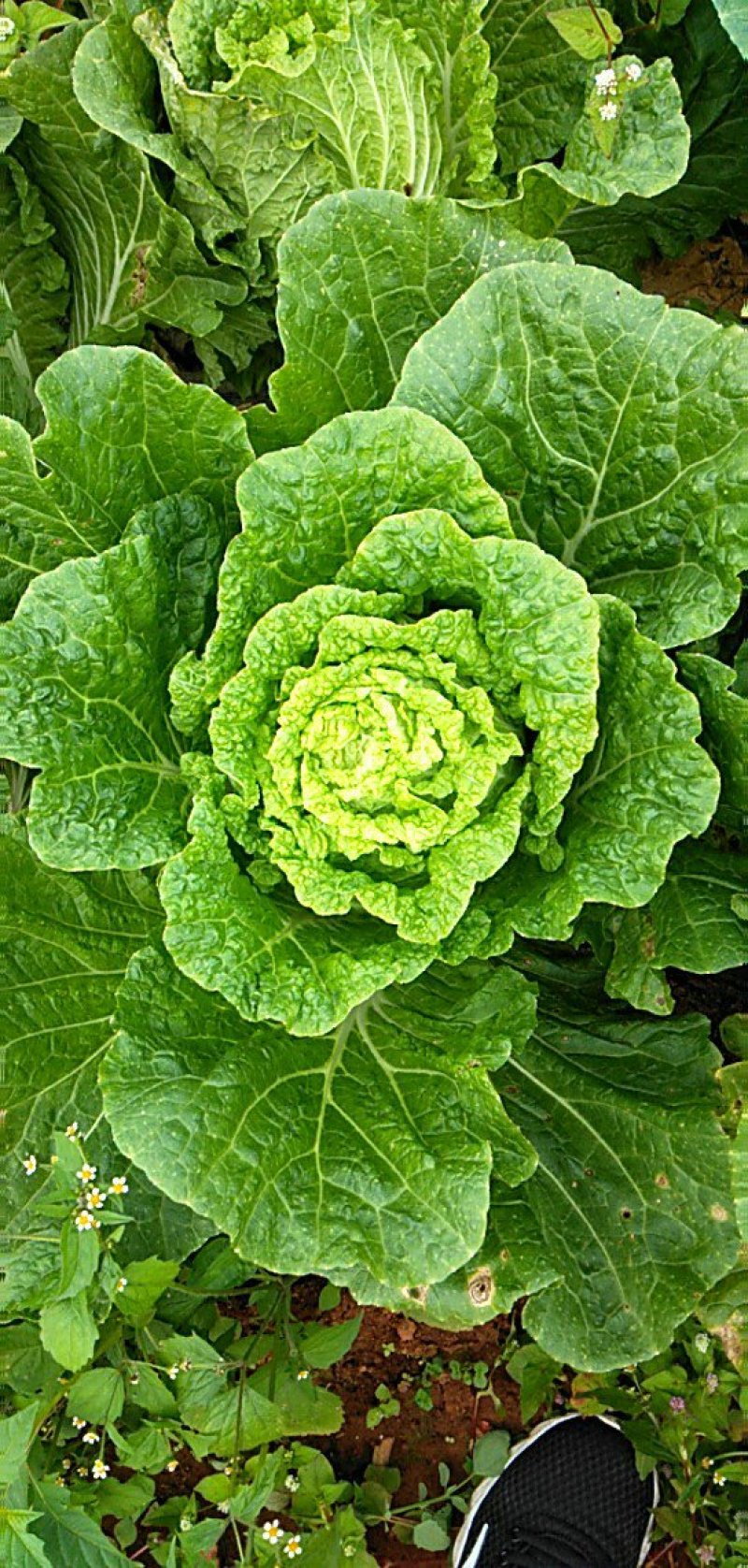 菊锦春白菜4~6斤毛菜