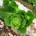 菊锦春白菜4~6斤毛菜