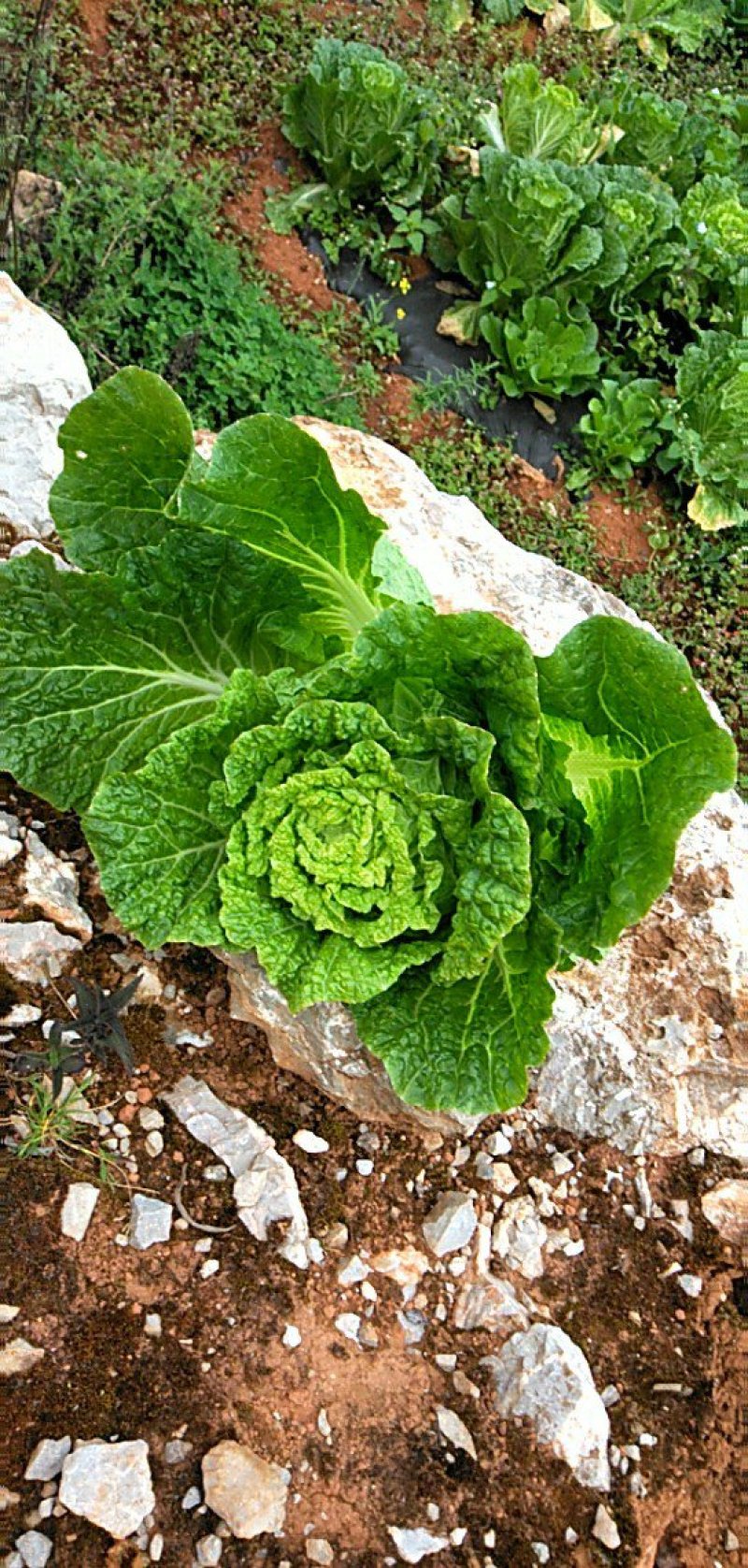 菊锦春白菜4~6斤毛菜